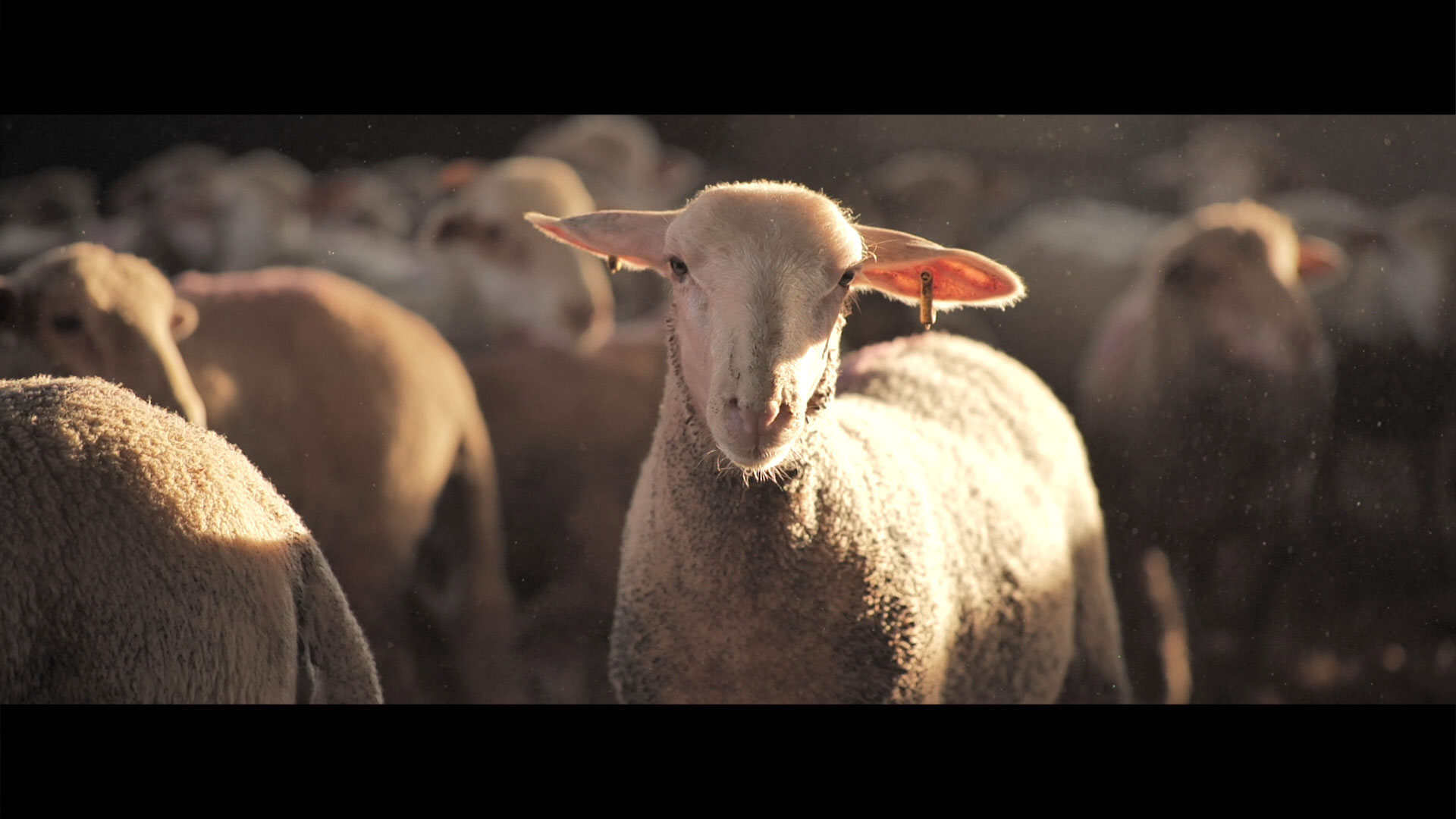 Solidarité des équipes Agromousquetaires filmée en reportage
